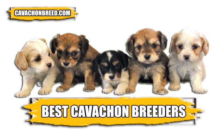 Best Cavachon Breeders Around The World