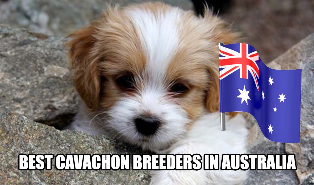 BEST CAVACHON BREEDERS IN AUSTRALIA