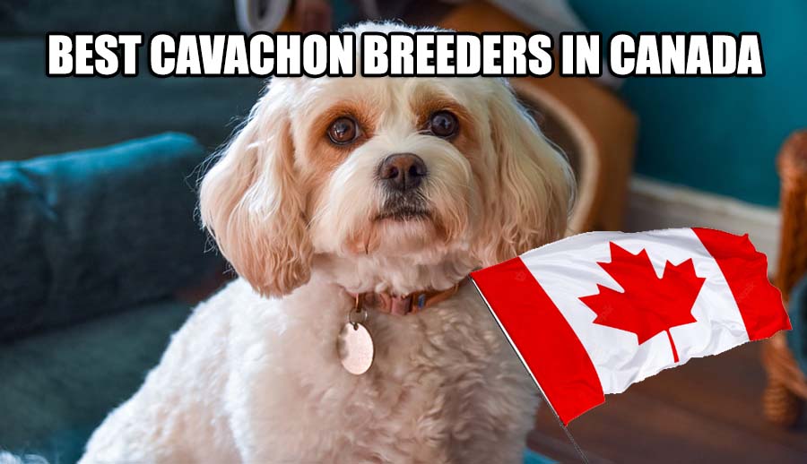 BEST CAVACHON BREEDERS IN CANADA