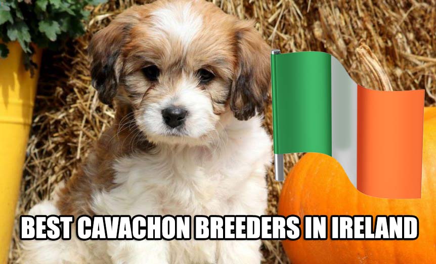 BEST CAVACHON BREEDERS IN IRELAND