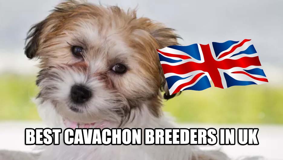 BEST CAVACHON BREEDERS IN UK