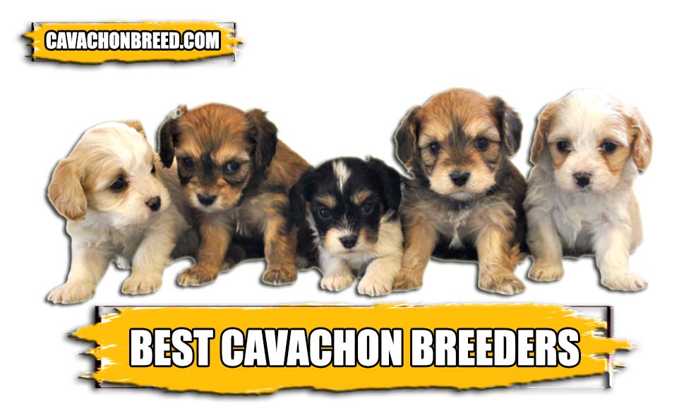 BEST CAVACHON BREEDERS