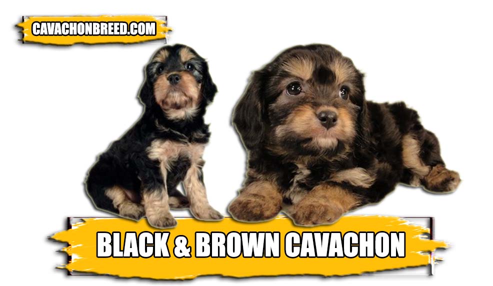 BLACK AND BROWN CAVACHON