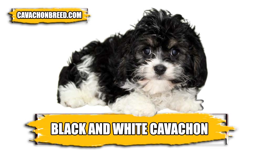 BLACK AND WHITE CAVACHON