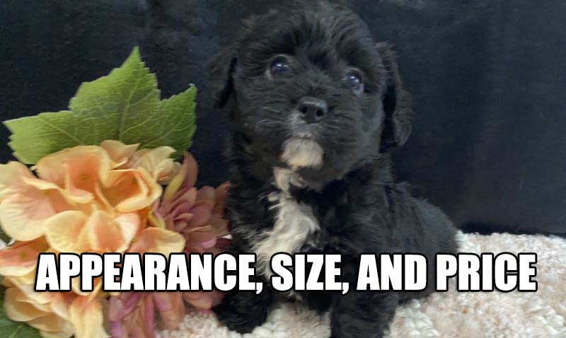 BLACK CAVACHON APPEARANCE PRICE AND SIZE
