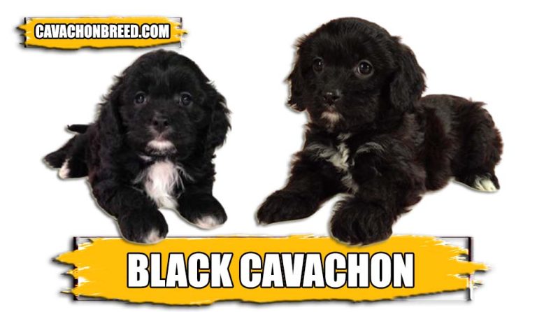 Black Cavachon – Appearance, Size, and More