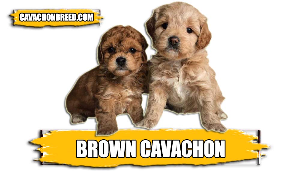 BROWN CAVACHON