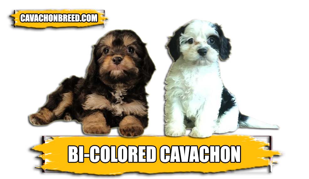 Bi-colored Cavachon