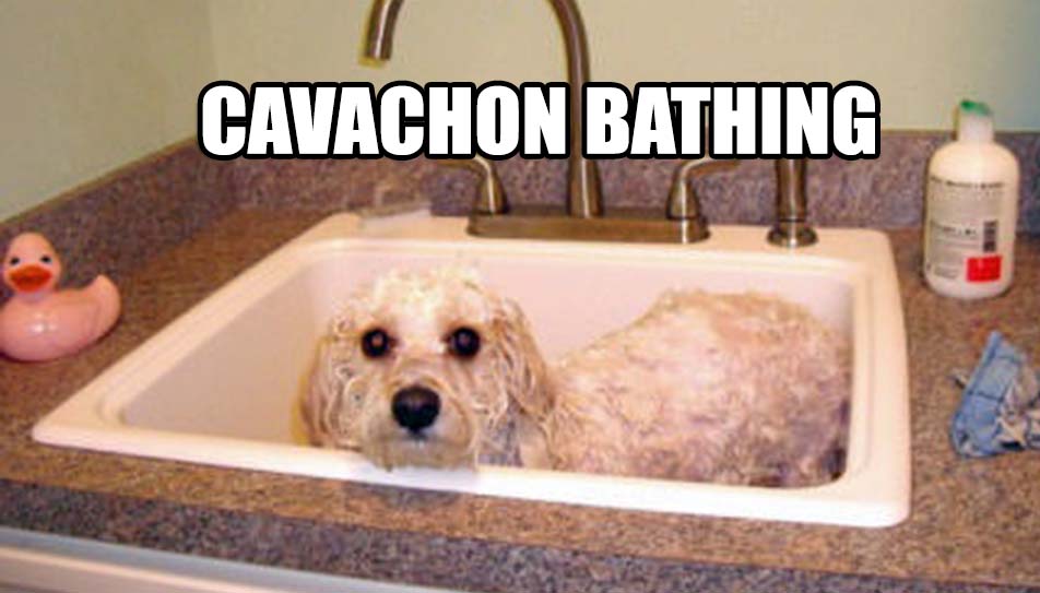 CAVACHON BATHING