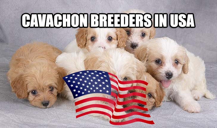 CAVACHON BREEDERS IN USA