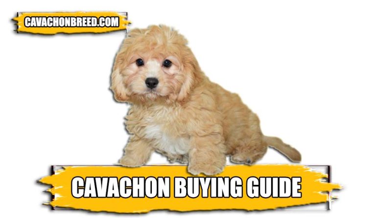 Cavachon Buying Guide – Important Buying Tips