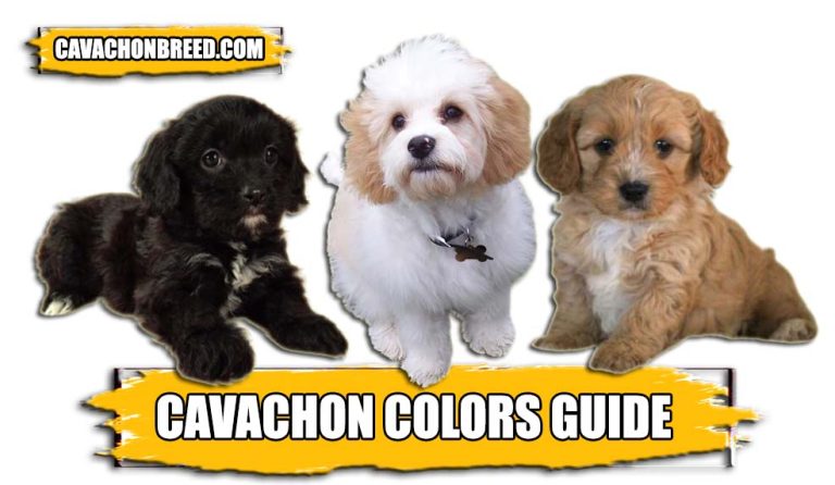 Cavachon Coat Colors – Complete Guide