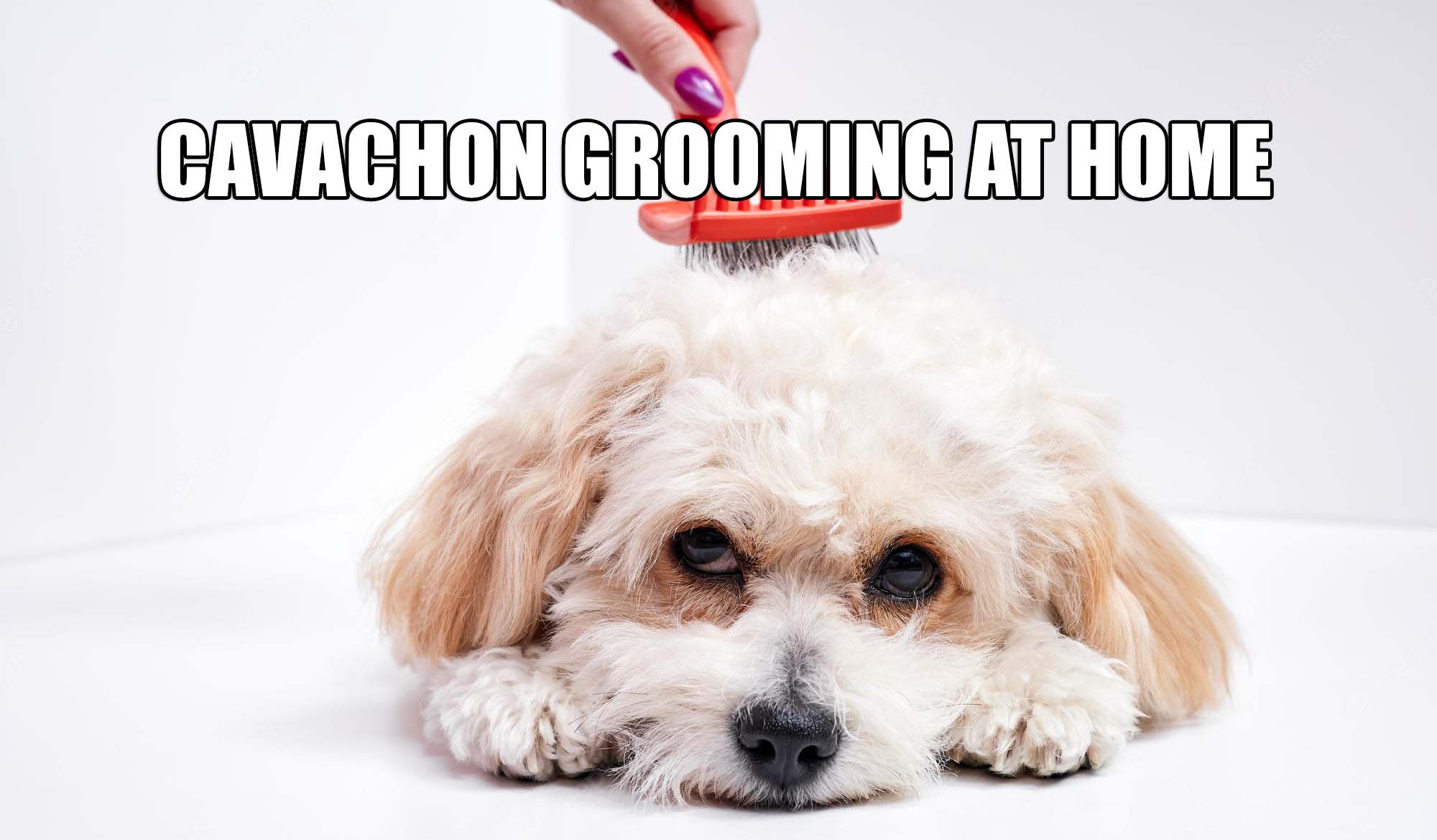 CAVACHON GROOMING AT HOME