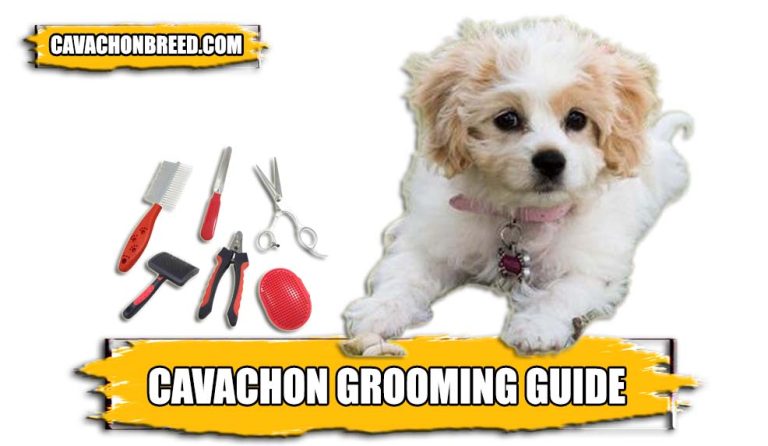 Cavachon Grooming Guide – Brushing, Nail Clipping, Bathing, & More