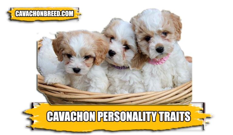 Cavachon Personality Traits