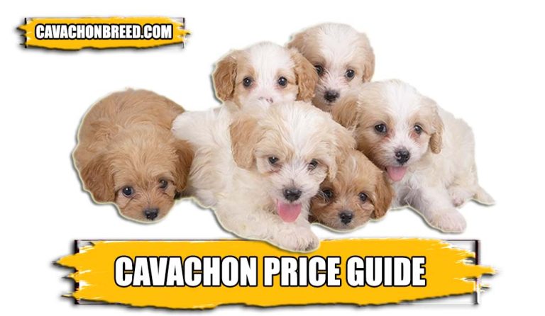 Cavachon Price Guide – Everything You Need To Know About Cavachon Price