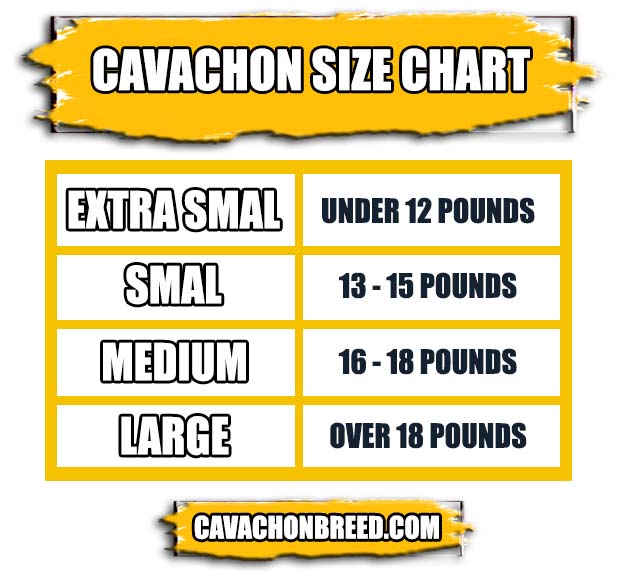 CAVACHON SIZE CHART