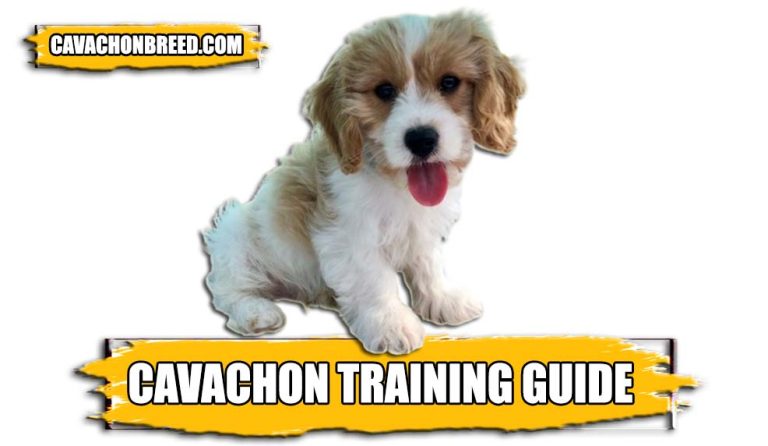 Cavachon Training Guide – Potty Training, Crate Training, etc