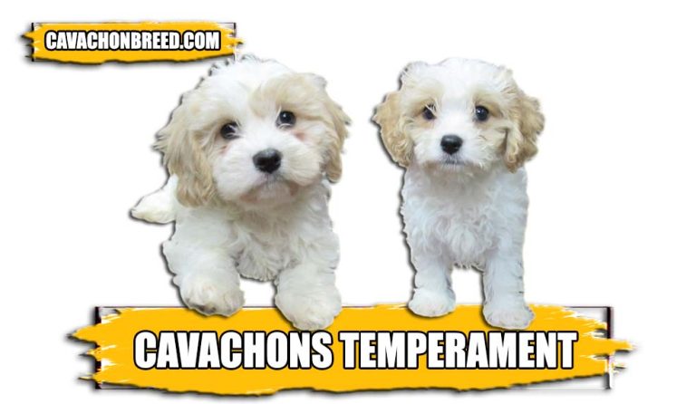 Cavachons Temperament – Complete Guide
