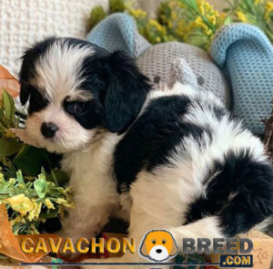 Cavachon Breed black and white