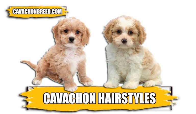 Cavachon Hairstyles – Complete Guide