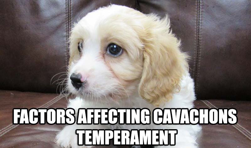 FACTORS AFFECTING CAVACHON TEMPERAMENT