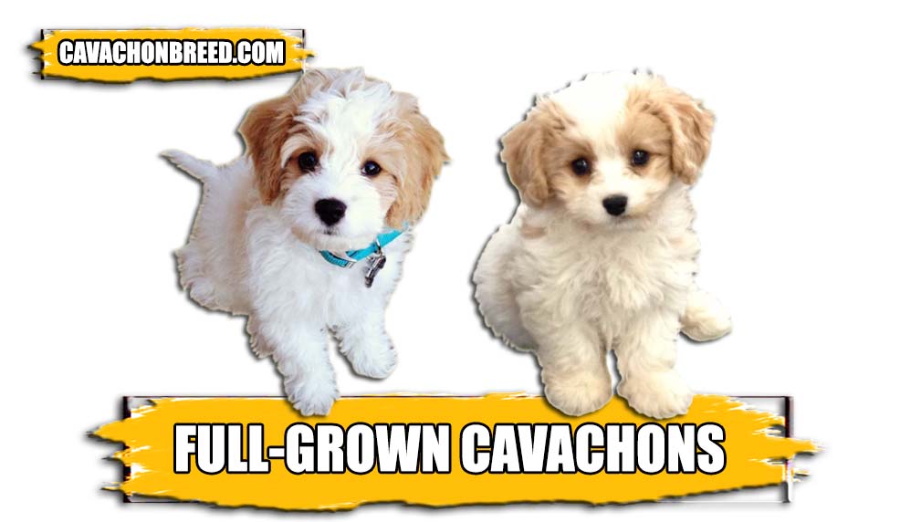 FULL GROWN CAVACHONS