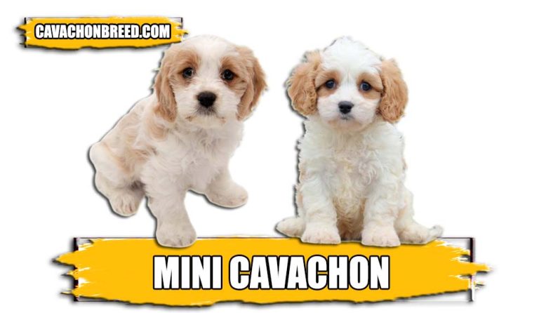 Mini Cavachon – Appearance, Size, and More