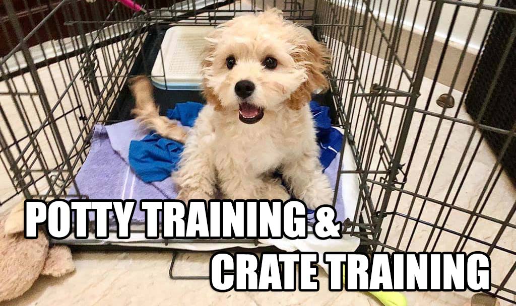 POTTY AND CRATE TRAINING
