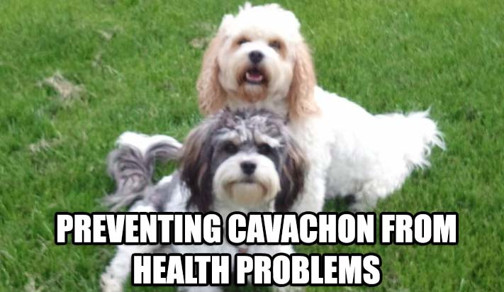 PREVENTING CAVACHON FROM HRALTH PROBLEMS