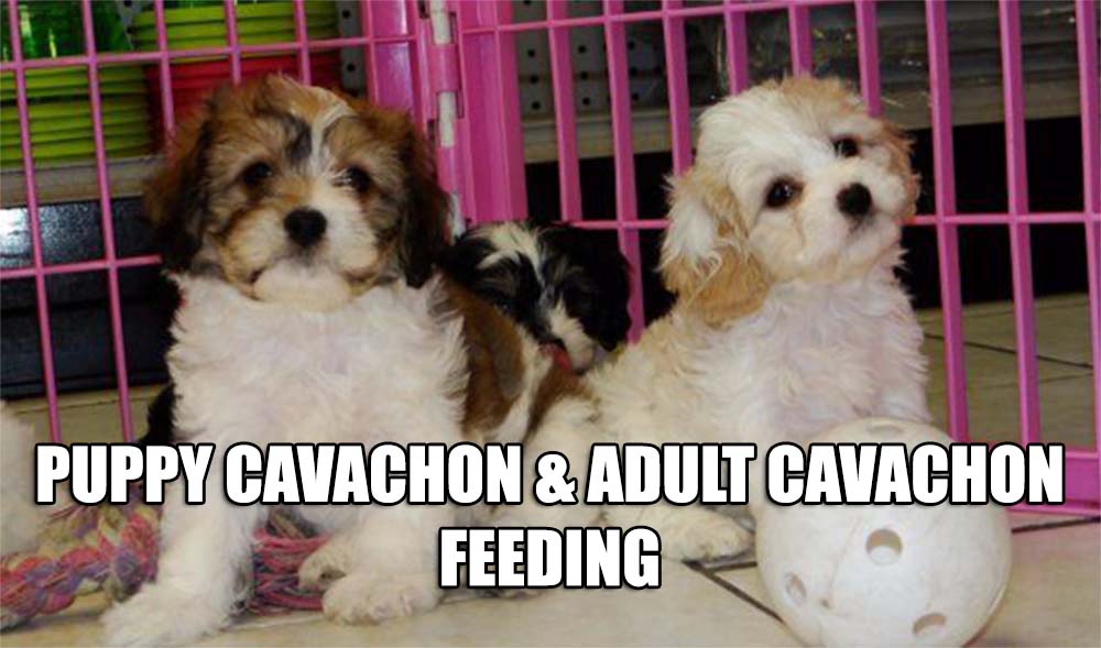 PUPPY AND ADULT C AVACHON FEEDING