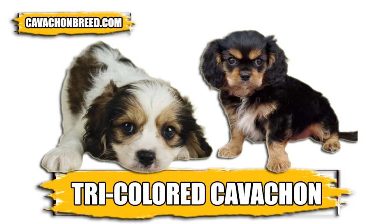Tri-colored Cavachons – Appearance, Size, and More