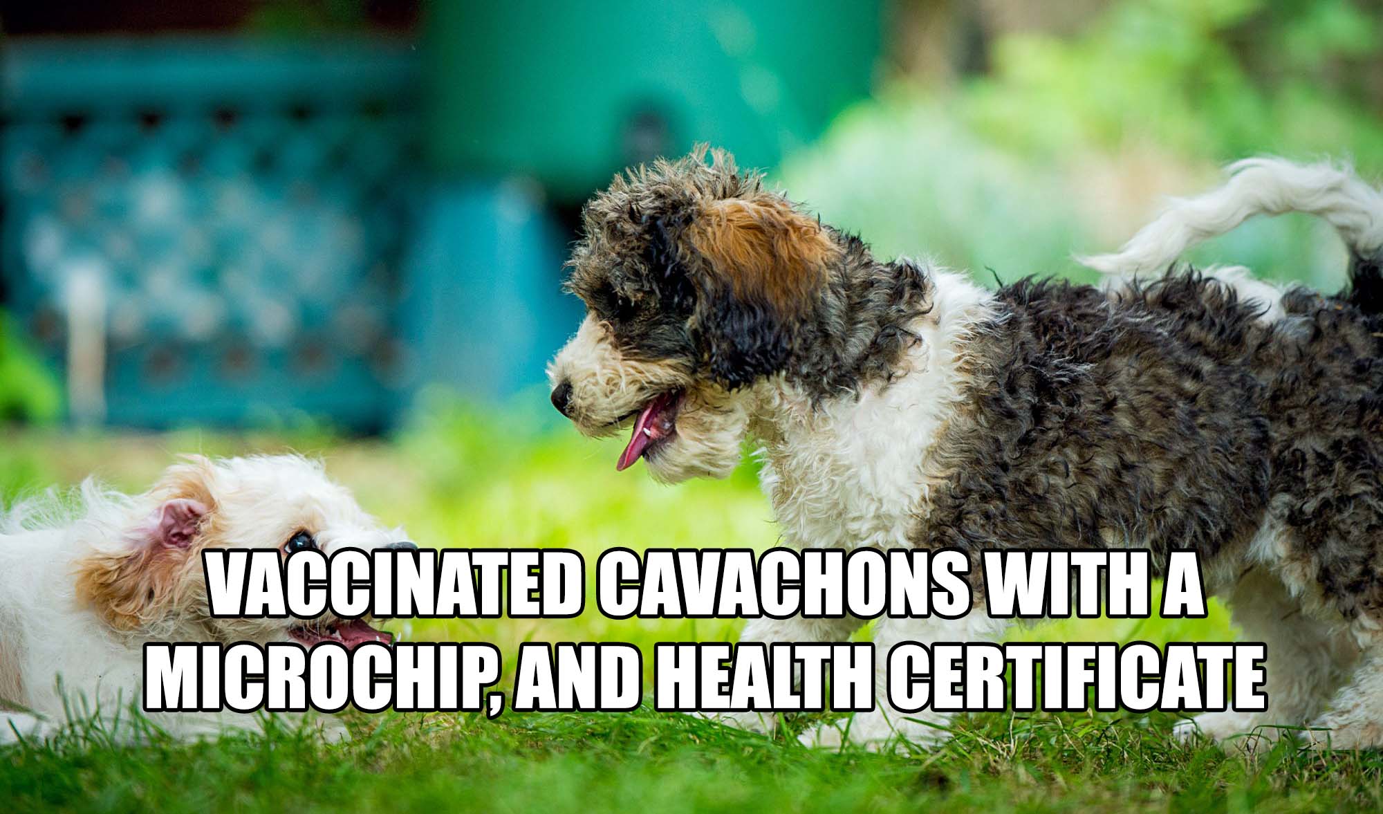 VACCINATED CAVACHONS WITH A MICROCHIP AND HEALTH CERTIFCATES