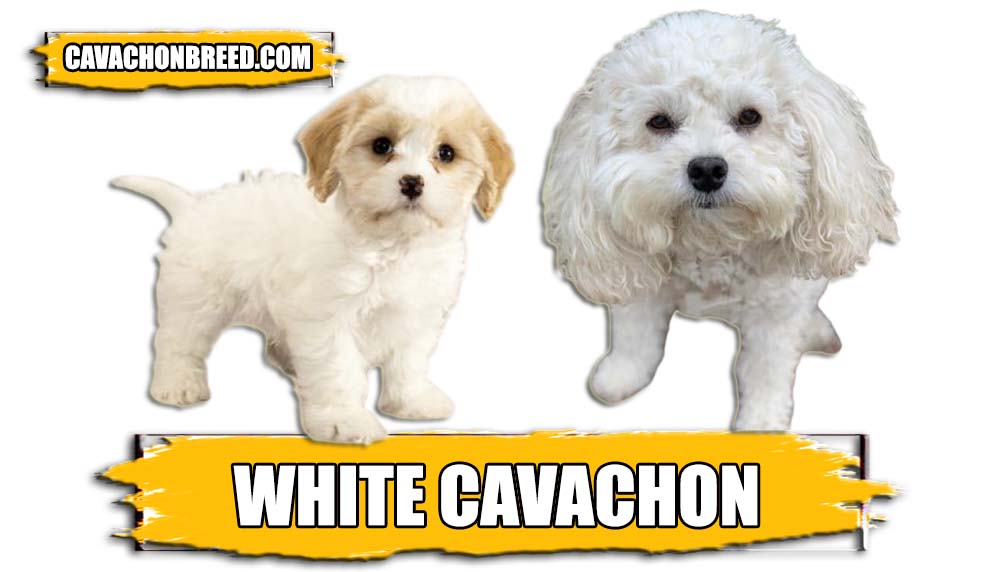 WHITE CAVACHON