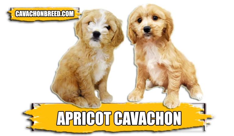 Apricot Cavachon – Appearance, Size, and More