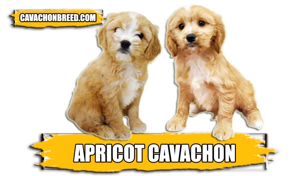 apricot cavachon