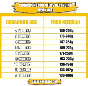 cavachon food needs table