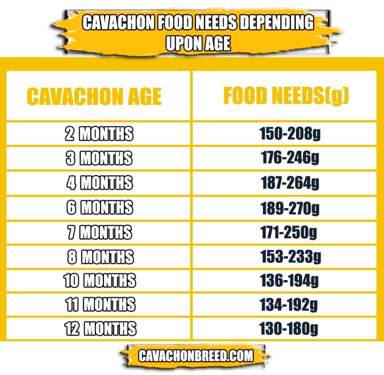 Cavachon Feeding Guide Everything About Their Diet Plan Cavachon Breed
