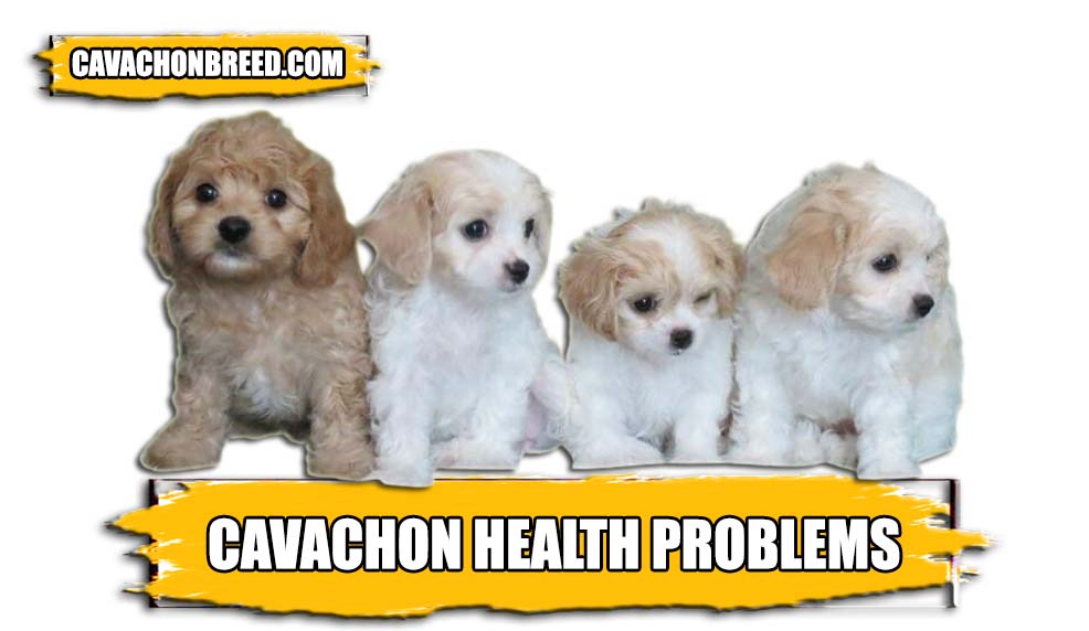 cavachon health problems