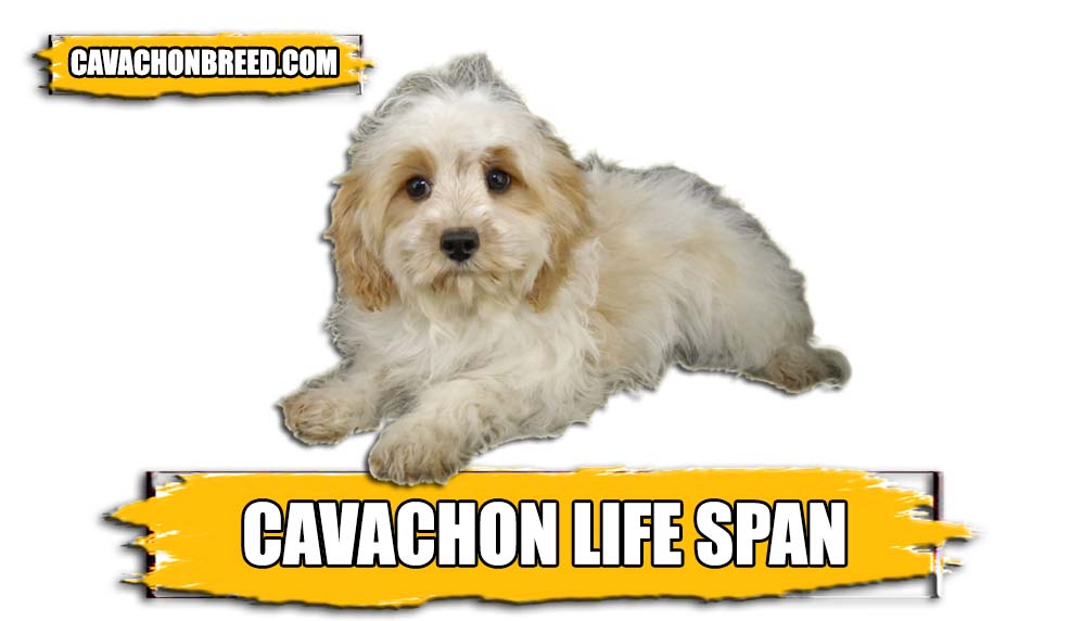 cavachon life span