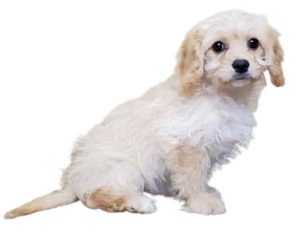 crream and white cavachon