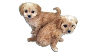 red and apricot cavachon