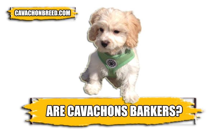Are Cavachons Barkers? – Reasons For Cavachons Barking