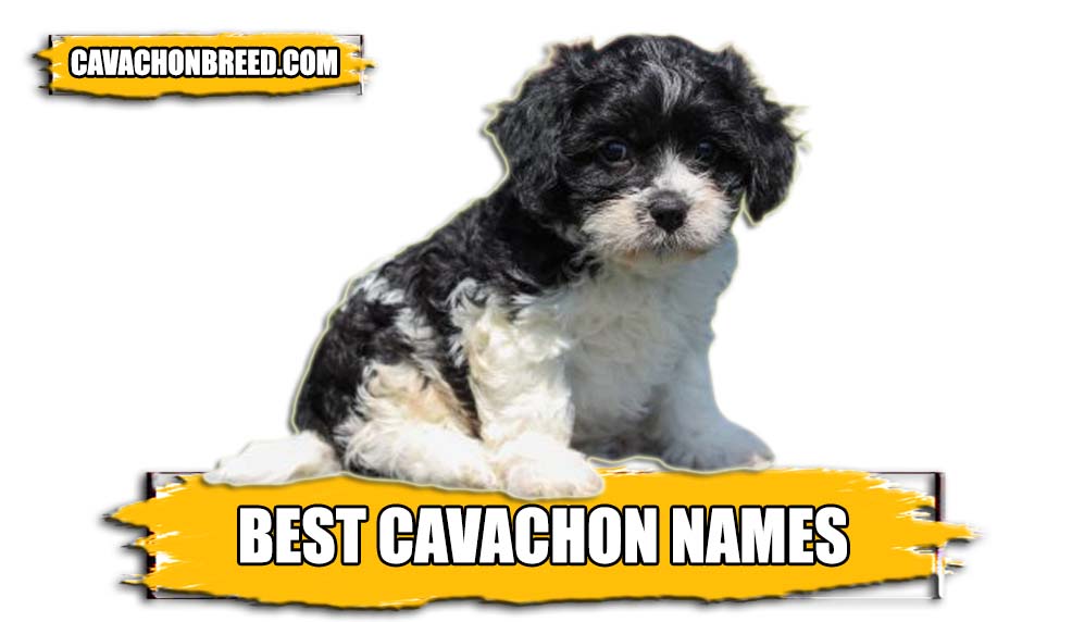 BEST CAVACHON NAMES