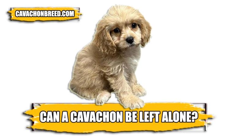 Can A Cavachon Be Left Alone? – [How To Copes With It]