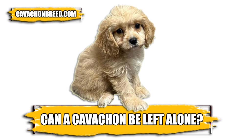 CAN A CAVACHON BE LEFT ALONE