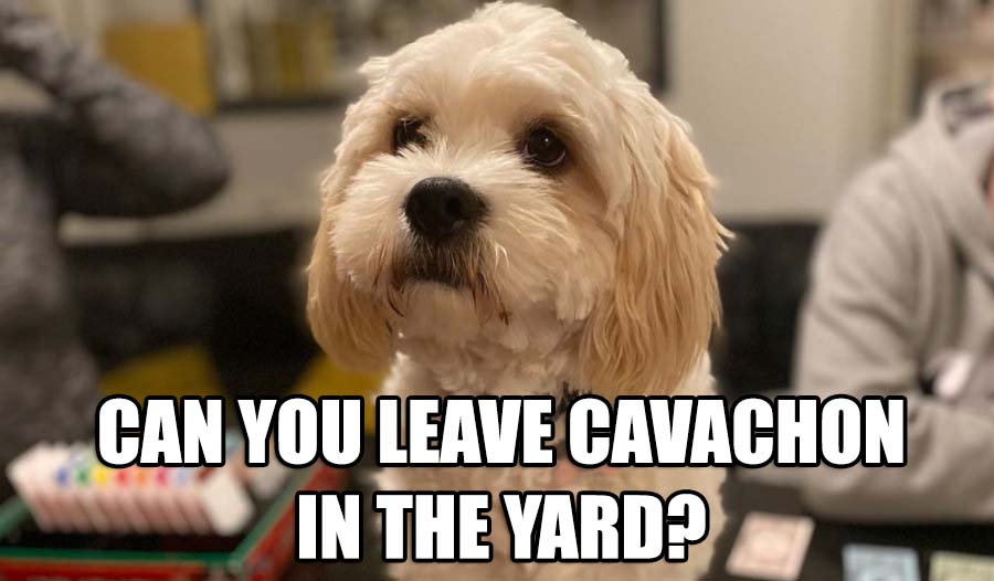 CAN YOU LEAVE CAVACHON IN THE YARD