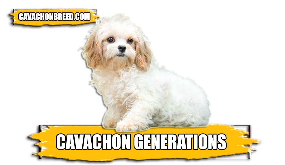 CAVACHON GENERATIONS