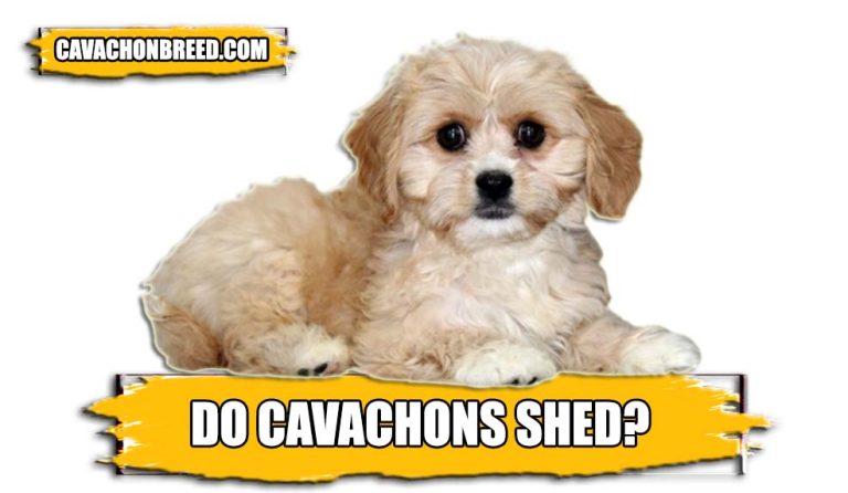 Do Cavachons Shed? – Factors Affecting The Cavachons Shedding
