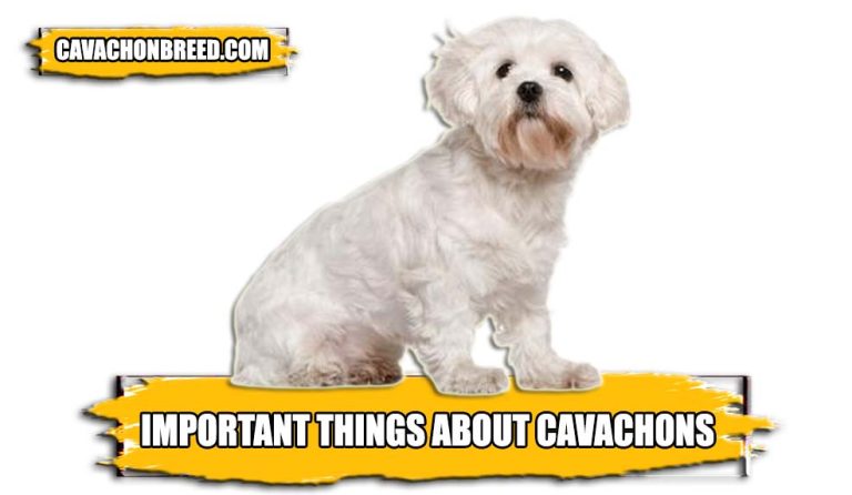 12 Important Things You Should Know About Cavachons
